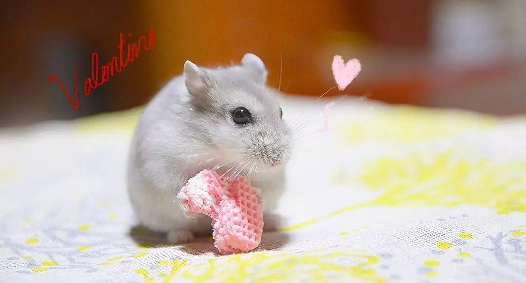 仓鼠流鼻血了是上火了吗,仓鼠上火一只眼睛睁不开怎么办