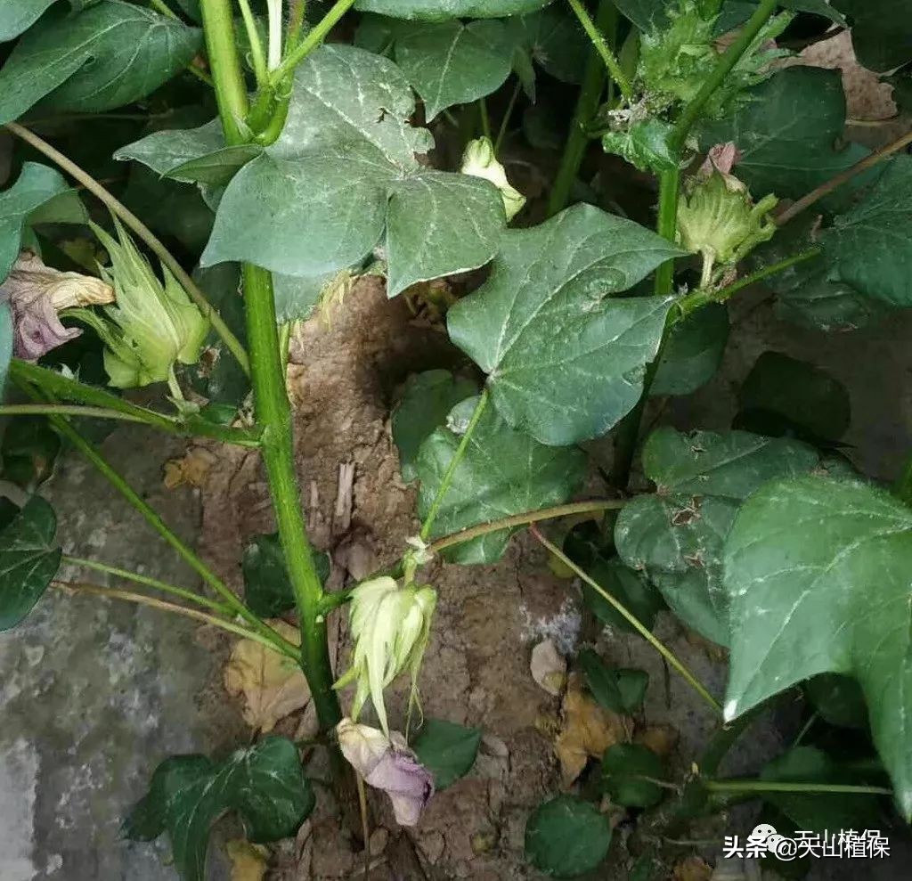 棉花防止蕾铃脱落的途径,棉花中部蕾铃脱落是怎么回事