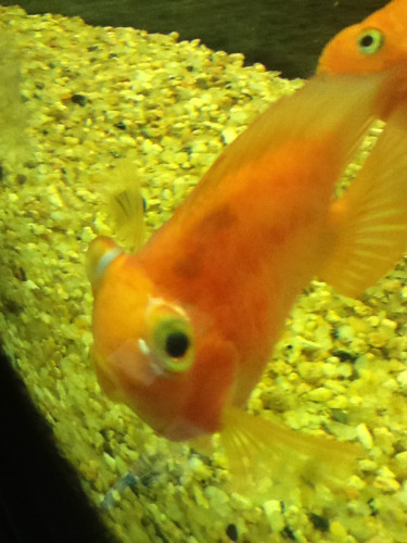 鹦鹉鱼眼凸是什么病的征兆,鹦鹉鱼眼睛凸出来怎么处理