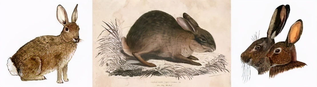 150只野兔被抓,3只野兔被抓