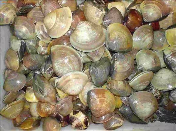 开海特价海鲜,开海的海鲜视频