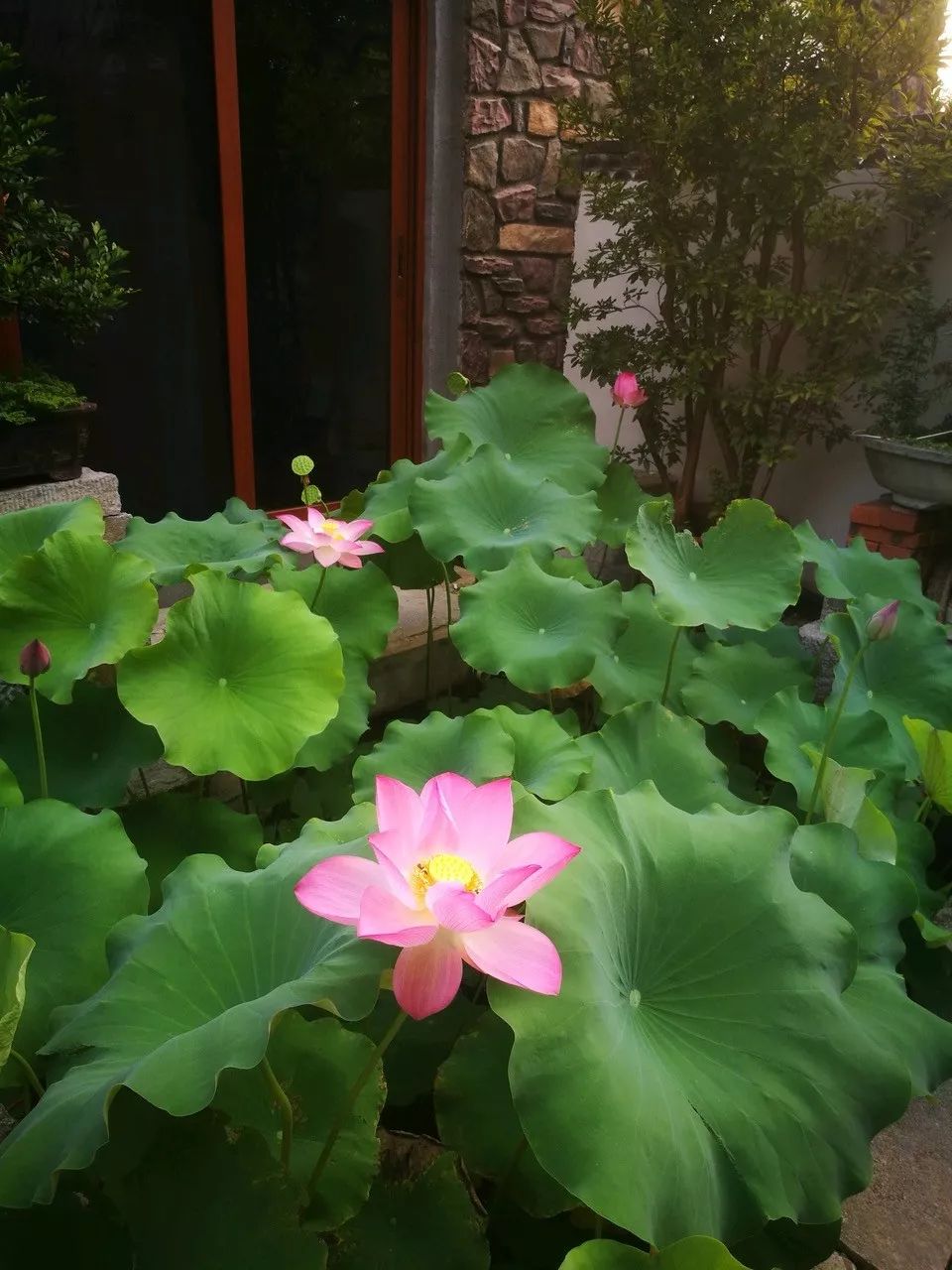 这六种花寓意吉祥好养易活,公认最吉利的4种花