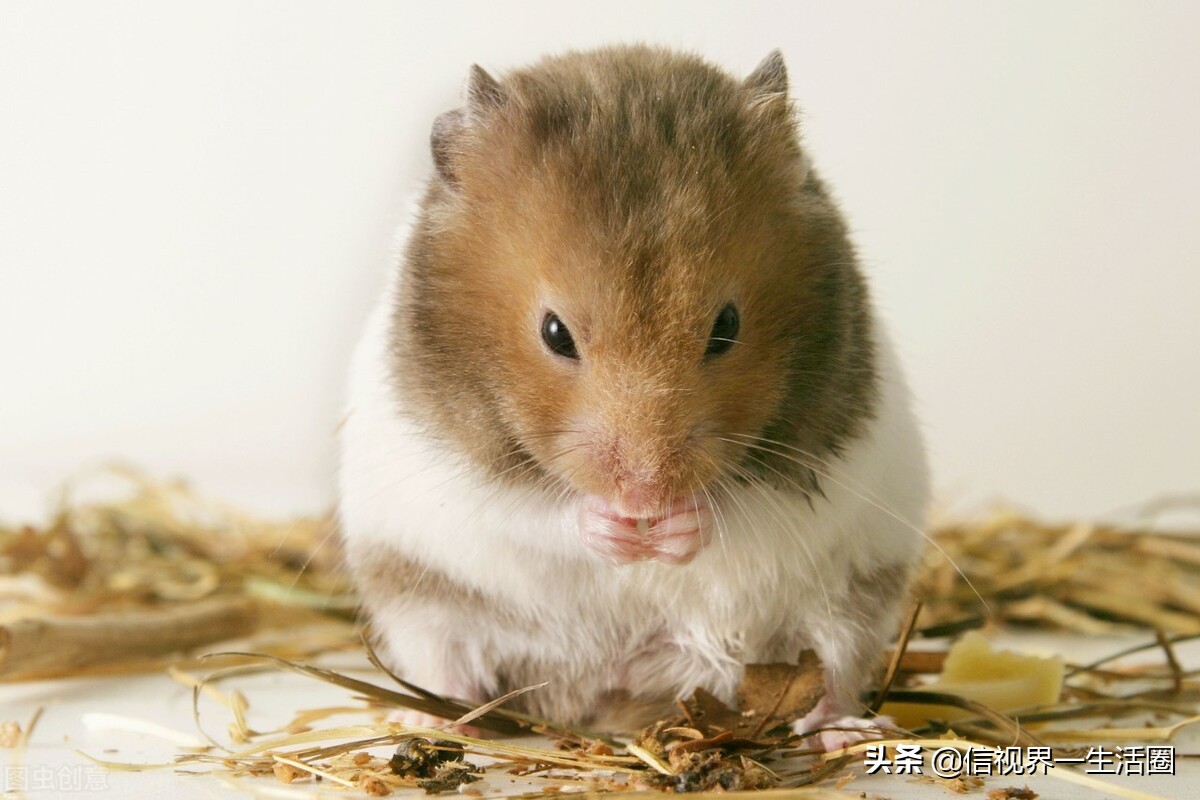 新手养什么宠物既便宜还好养,第一次养什么宠物比较好养又便宜