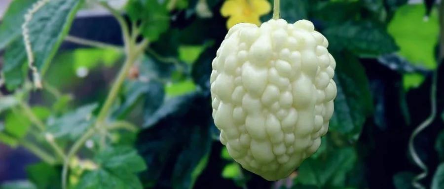 回村创业项目,2022适合农村10个创业项目