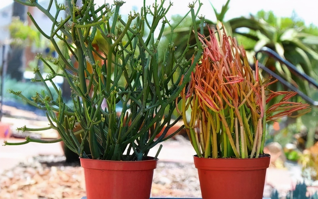 多肉光棍树喜酸还是喜碱,光棍树多肉怎么解毒