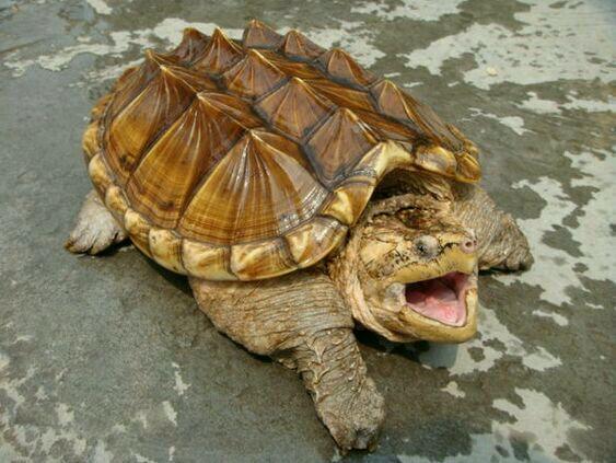 新手养龟自制龟缸,推荐新手龟