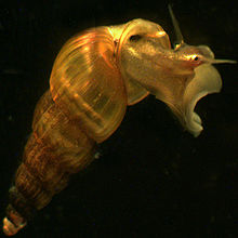 血吸虫会让肚子变大吗,血吸虫为何导致大肚子