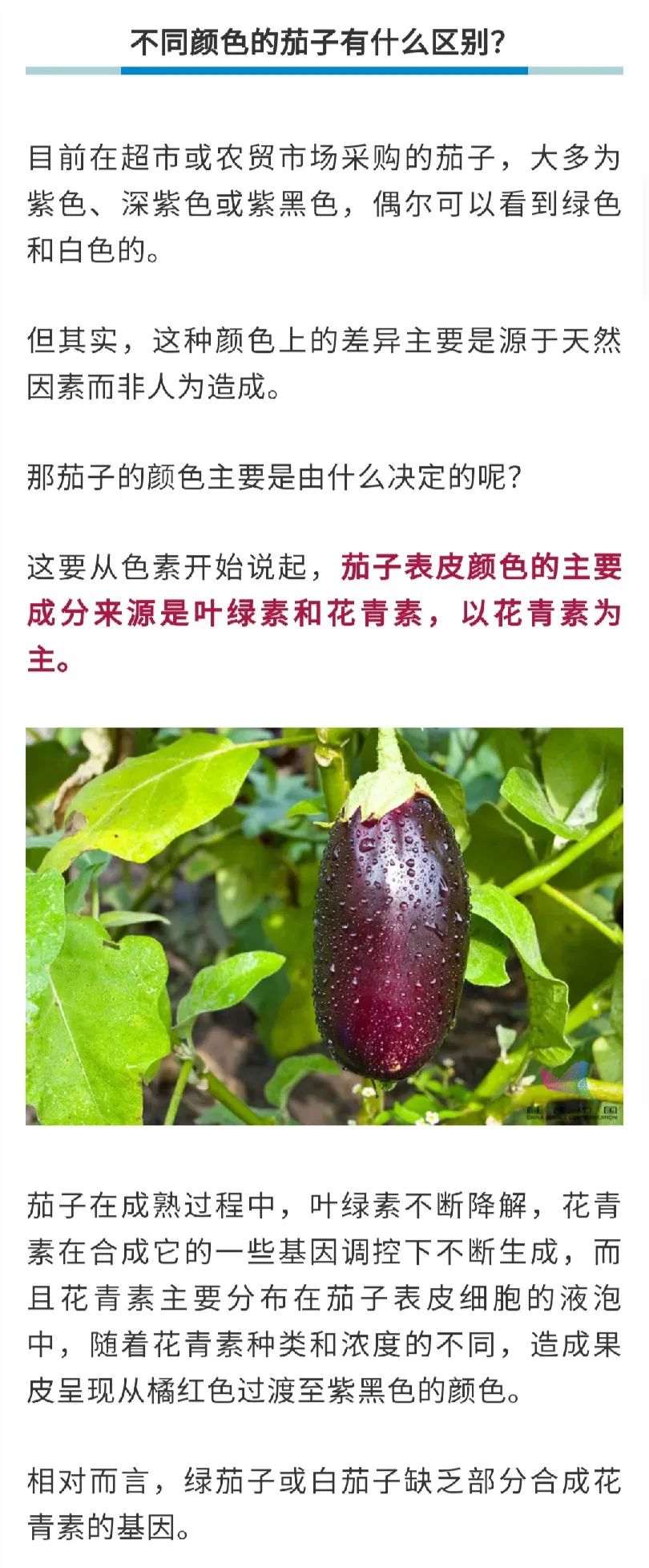 警惕！茄子千万不能这样吃，颜色越深越易中毒？很多人还蒙在鼓里