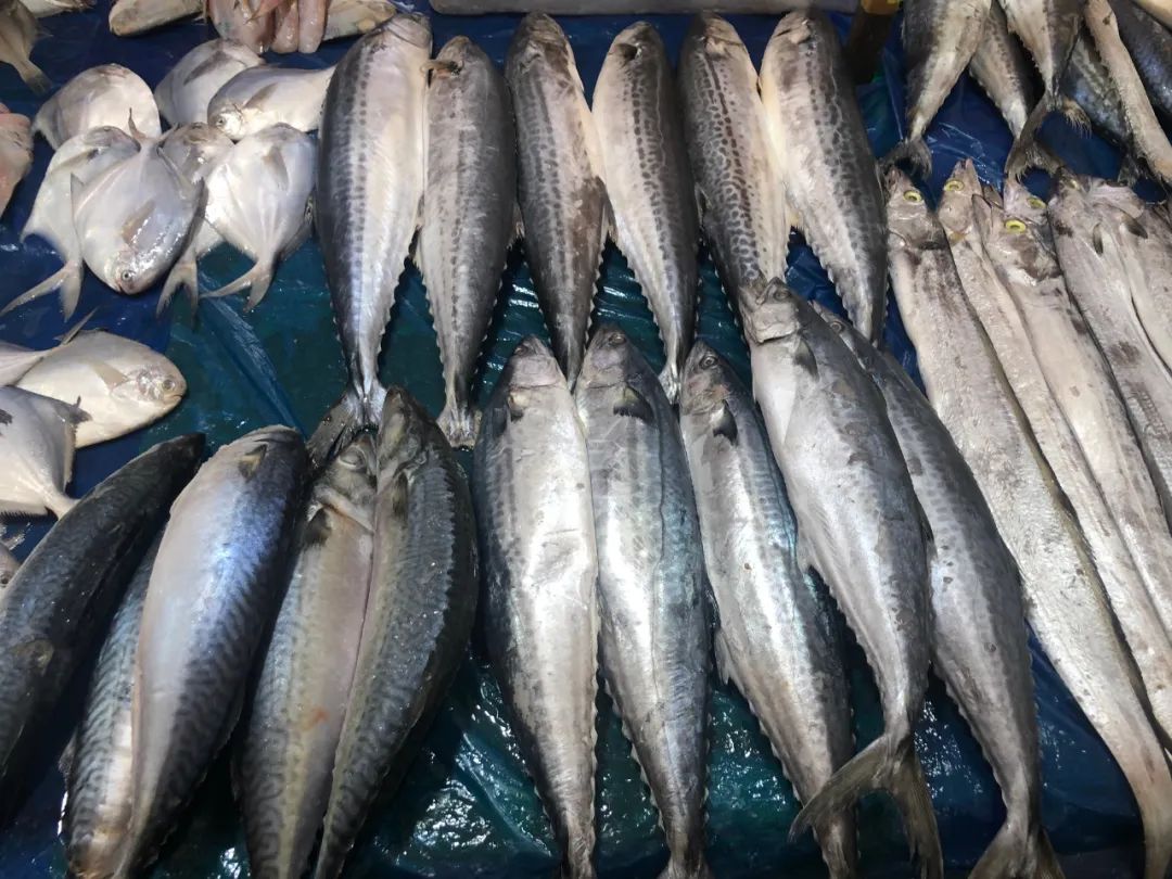 威海100元一斤的海鲜,六月份威海海鲜价格