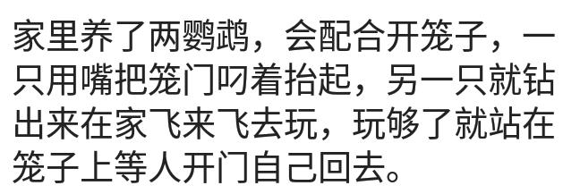 养一只鹦鹉它晚上说话吓人吧,养一只小鹦鹉像猫狗一样