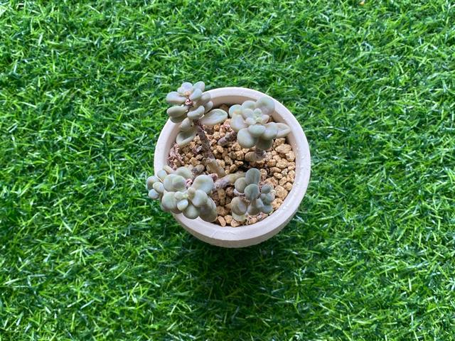 这五种多肉植物千万别在家里养,多肉紫乐怎么叶子掉光了