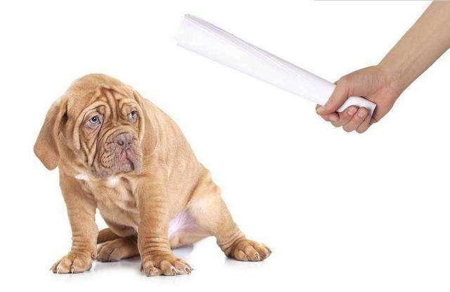 狗狗不听话怎么训博美,狗狗不听话乱跑怎么教育