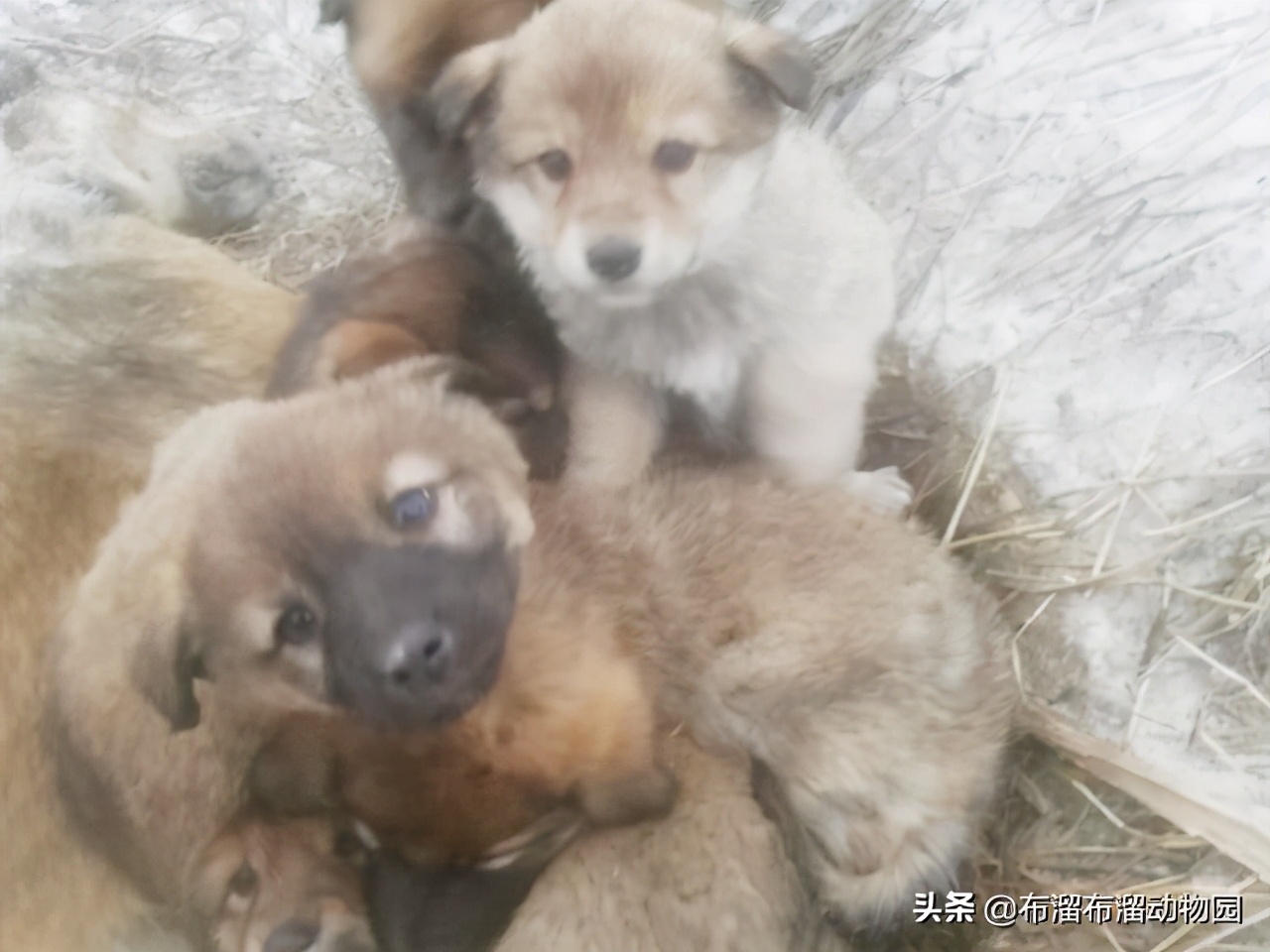 这就是母爱的样子,母狗舍命保护小狗