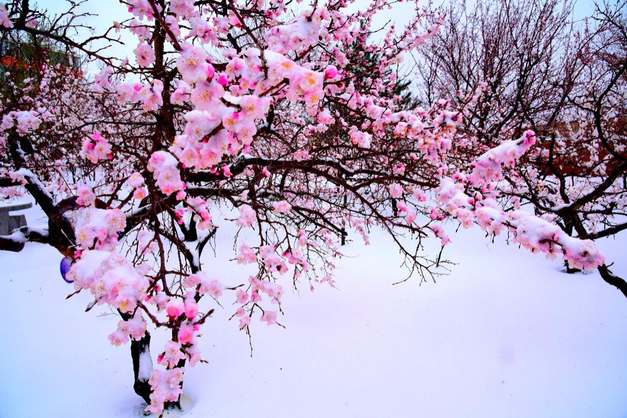 创新管理模式提升社区服务水平,创新管理提高效能