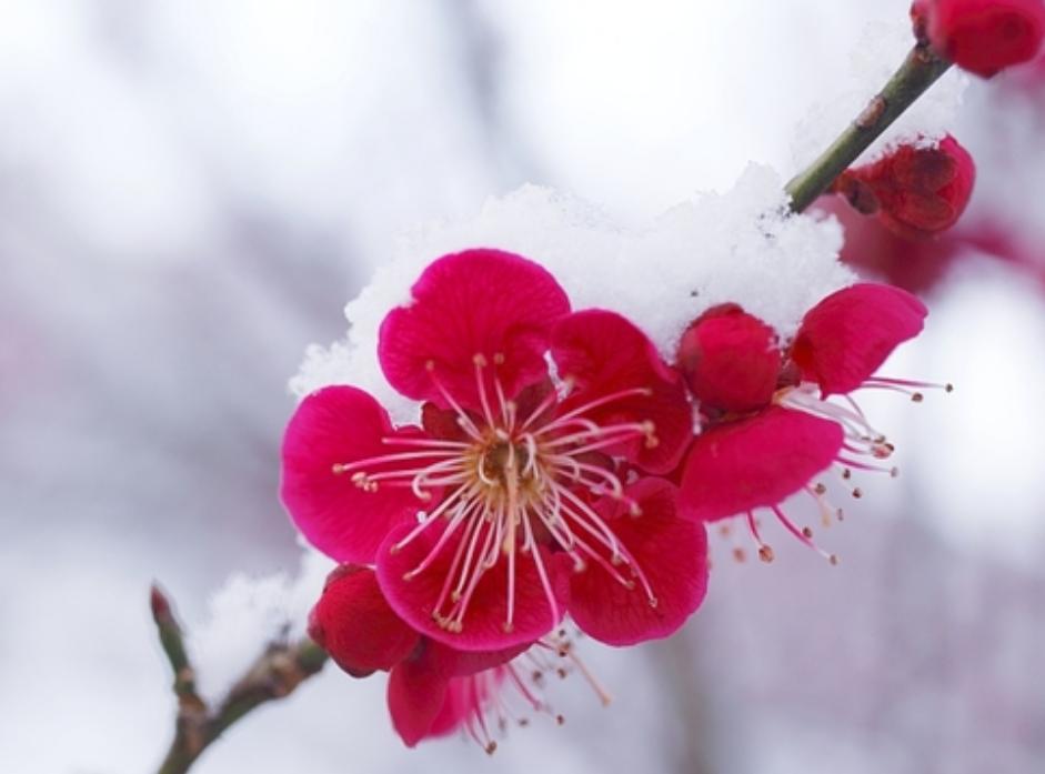 室外梅花怎么养才能开花,梅花室内养枝条能浇水吗
