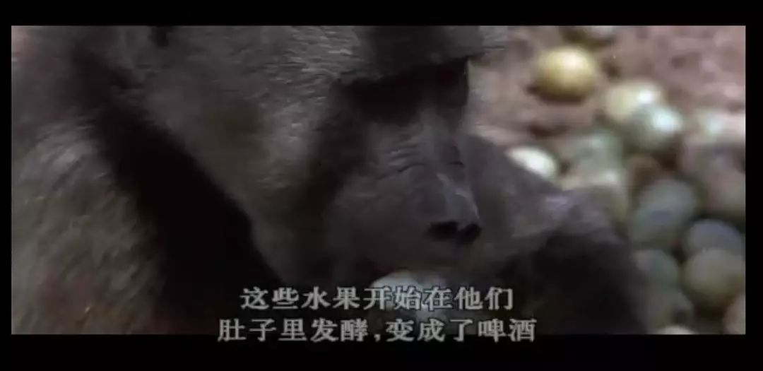 记录中国各种珍稀动物的纪录片,20分钟大自然动物世界纪录片