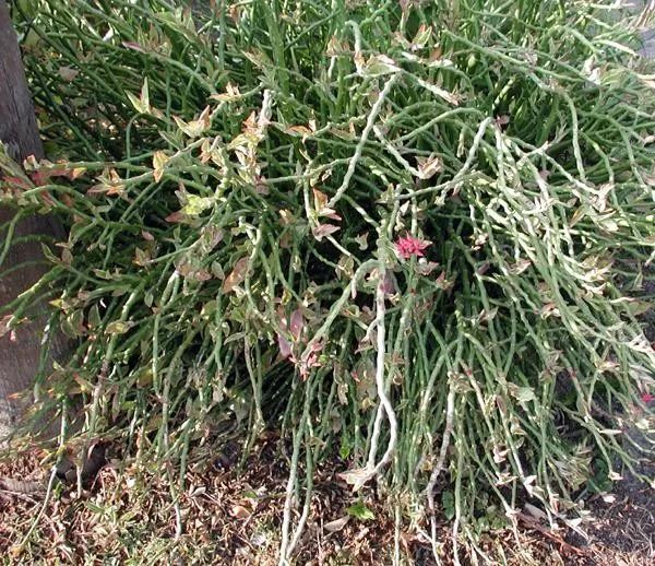 白雀珊瑚的图片,白雀珊瑚有毒吗能在家养吗