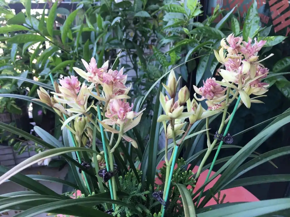 十月养什么盆栽最好,十月养这6种花建议穷养