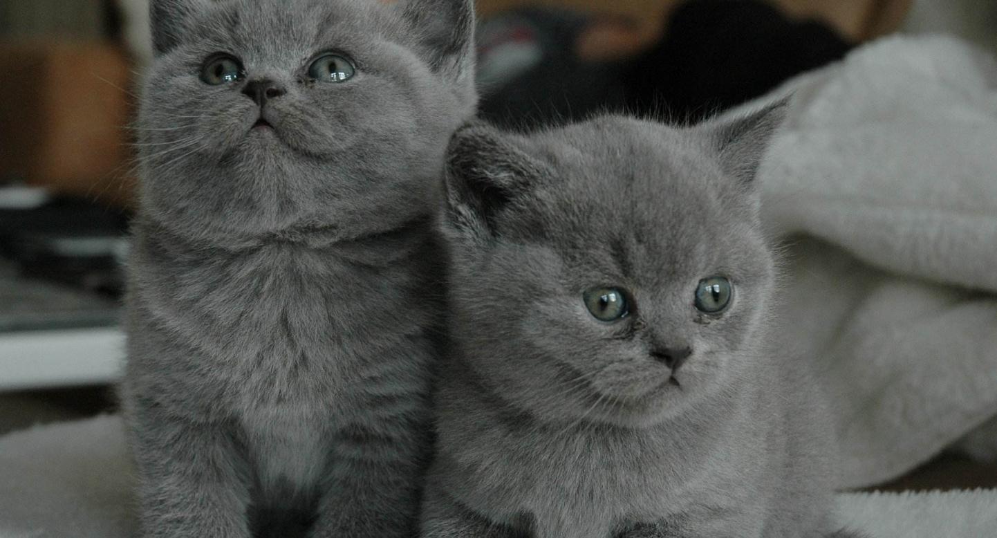 猫咪便秘可怕吗,猫咪便秘科学养猫