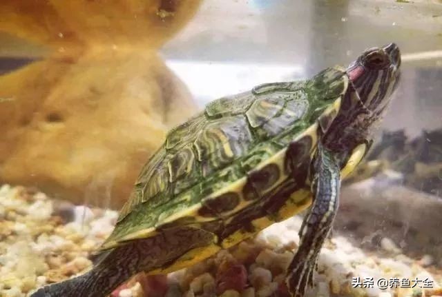 小乌龟怎么养好,小乌龟该怎么养最好