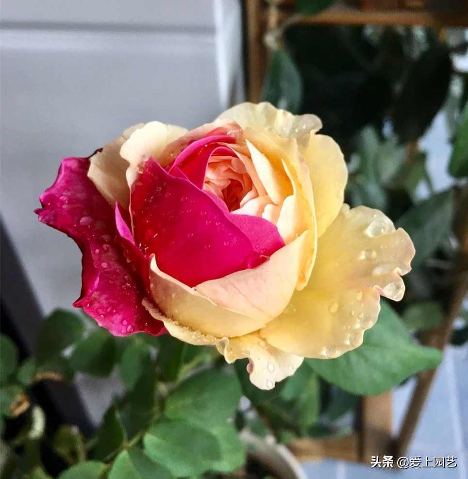 十种最漂亮的月季,最迷人的月季花墙搭配图