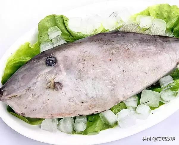 这种鱼经常用来做成美味烤鱼片,哪种鱼做烤鱼片最好吃