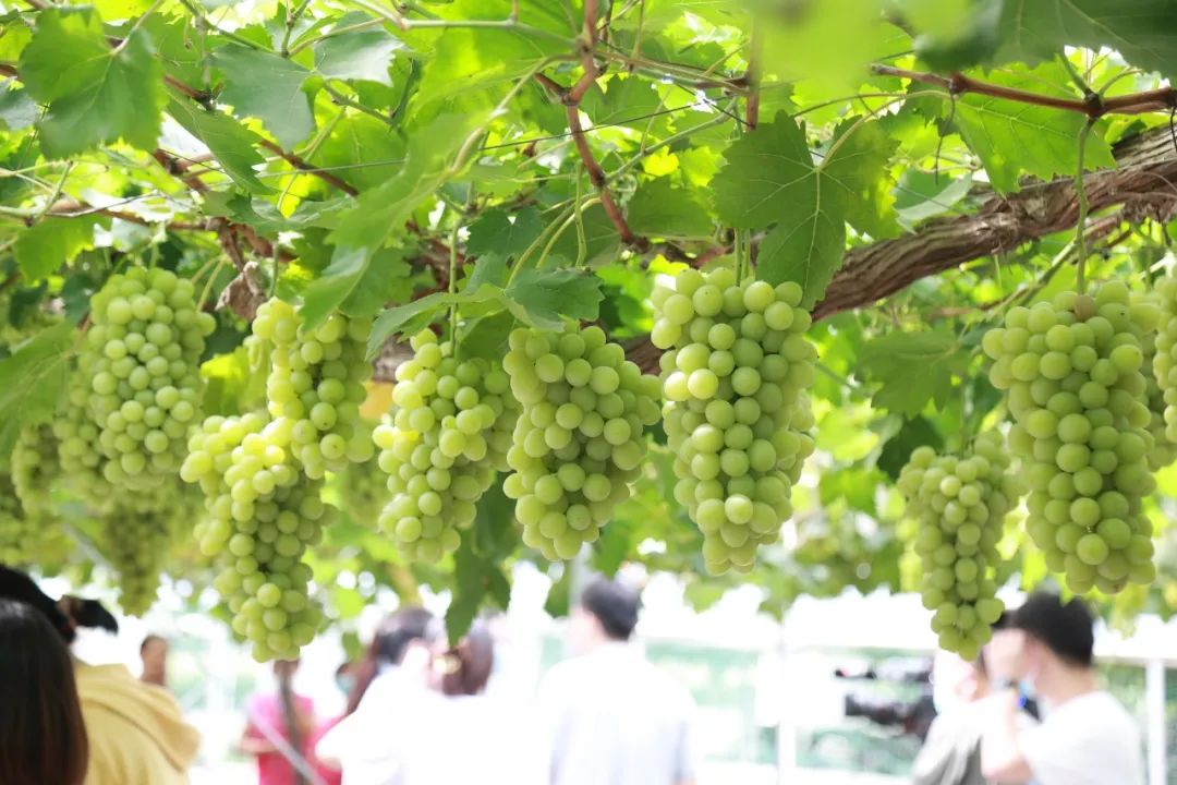 文旅资讯站｜慈溪市第十六届葡萄节暨灾后复产现场会顺利举行