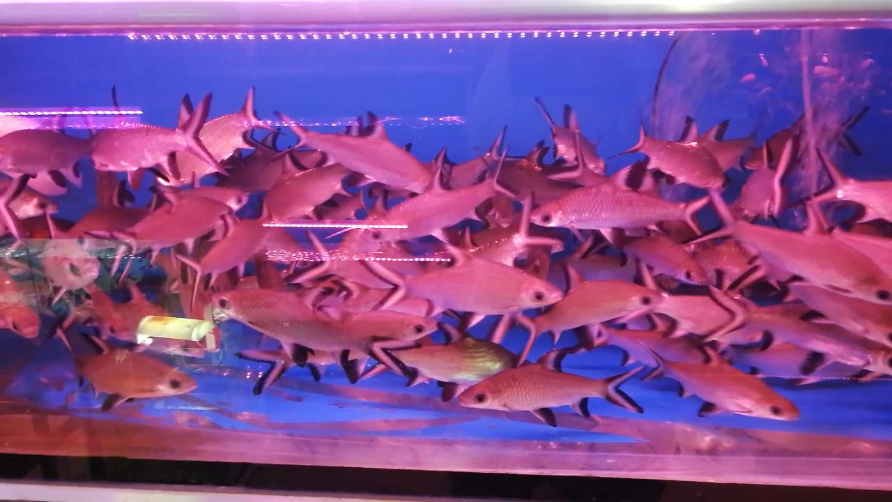 热带观赏鱼批发从哪里进货最便宜,热带鱼观赏鱼在哪买便宜