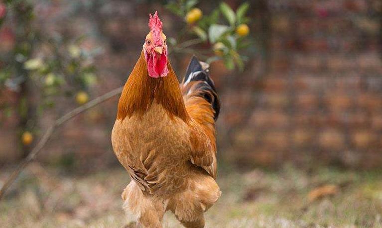 鸡采食量下降的原因及治疗方法,鸡采食量上不去咋办