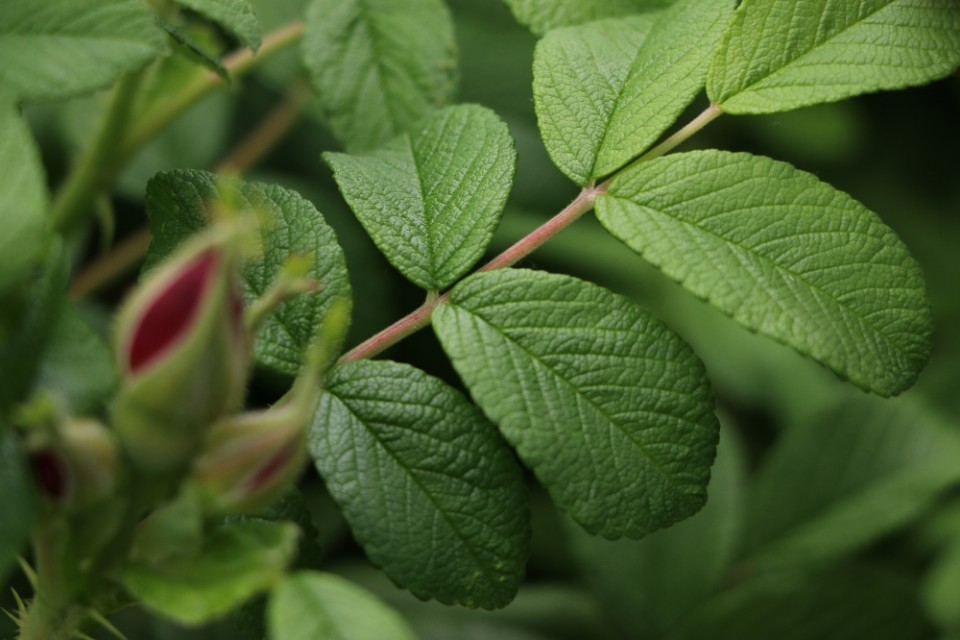 爬藤玫瑰和蔷薇的区别,蔷薇月季玫瑰区别