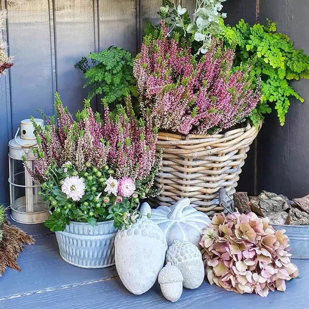 这10种耐旱花2个月不浇水,10种花养不死