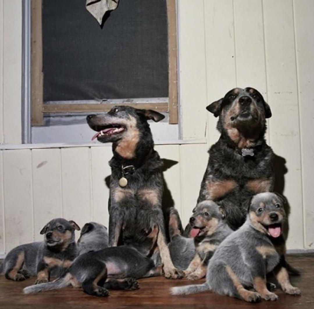 萌犬犬种,惹人喜爱的萌犬