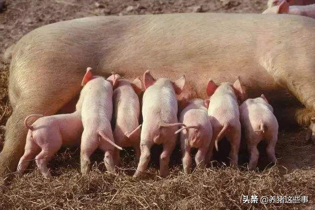 猪结膜炎的防治方法,猪场结膜炎如何治疗