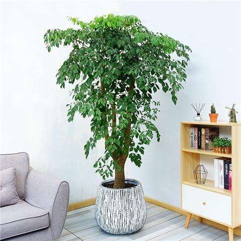 18种好养、好看、寓意超好的新家盆栽，总有一款你喜欢