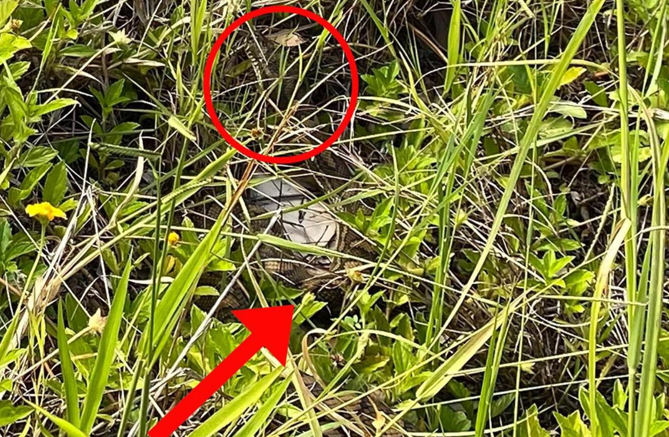 蛇会报复和记仇吗,没打过蛇的人遇见蛇蛇会追吗