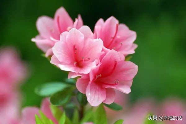 中国十大名花图片及花语,山茶花是中国十大名花吗