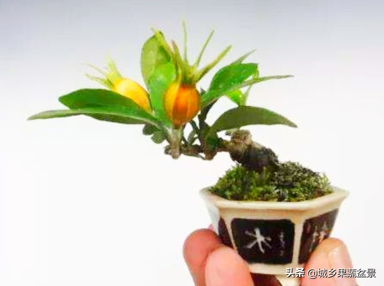 三十多年经验教你制作掌上树桩盆景，形态小巧，造型玲珑别致