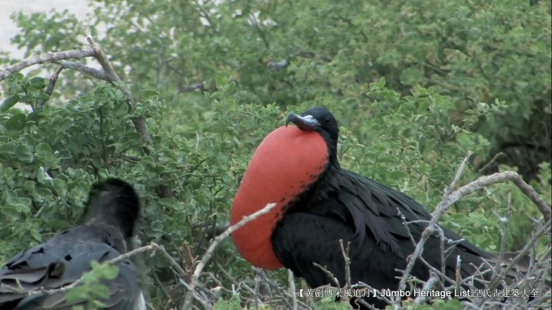 世界上最长寿的象龟多少岁,迄今发现最长寿的龟