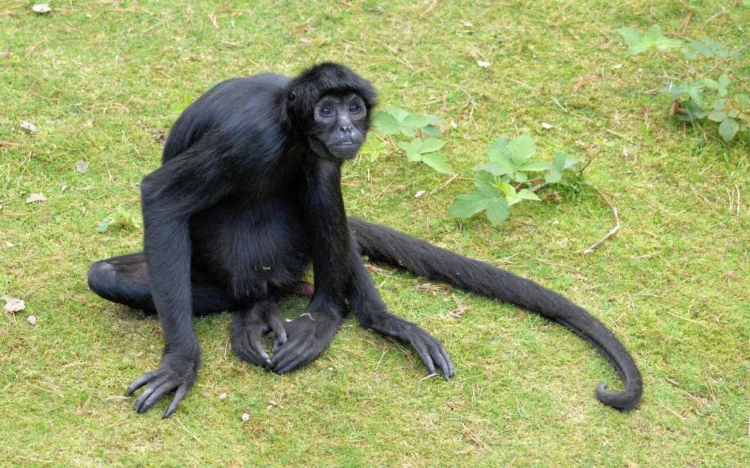 被嫌弃的虱子的进化：从热爱自由到寄生人类