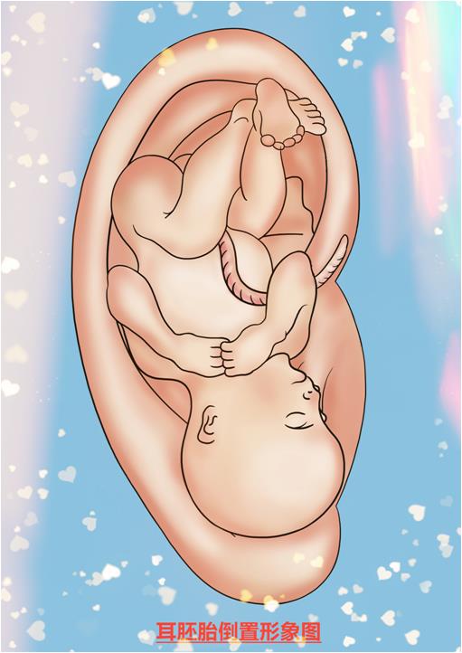 耳穴按摩养生法,气血疏通耳穴标准图片