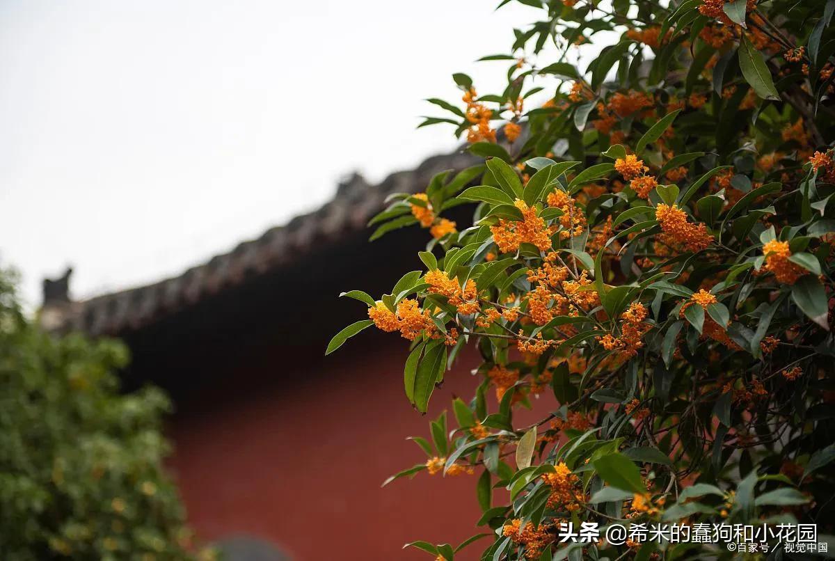 这几种花不仅美艳，还可以食用！学习李子柒把鲜花做成精美菜肴