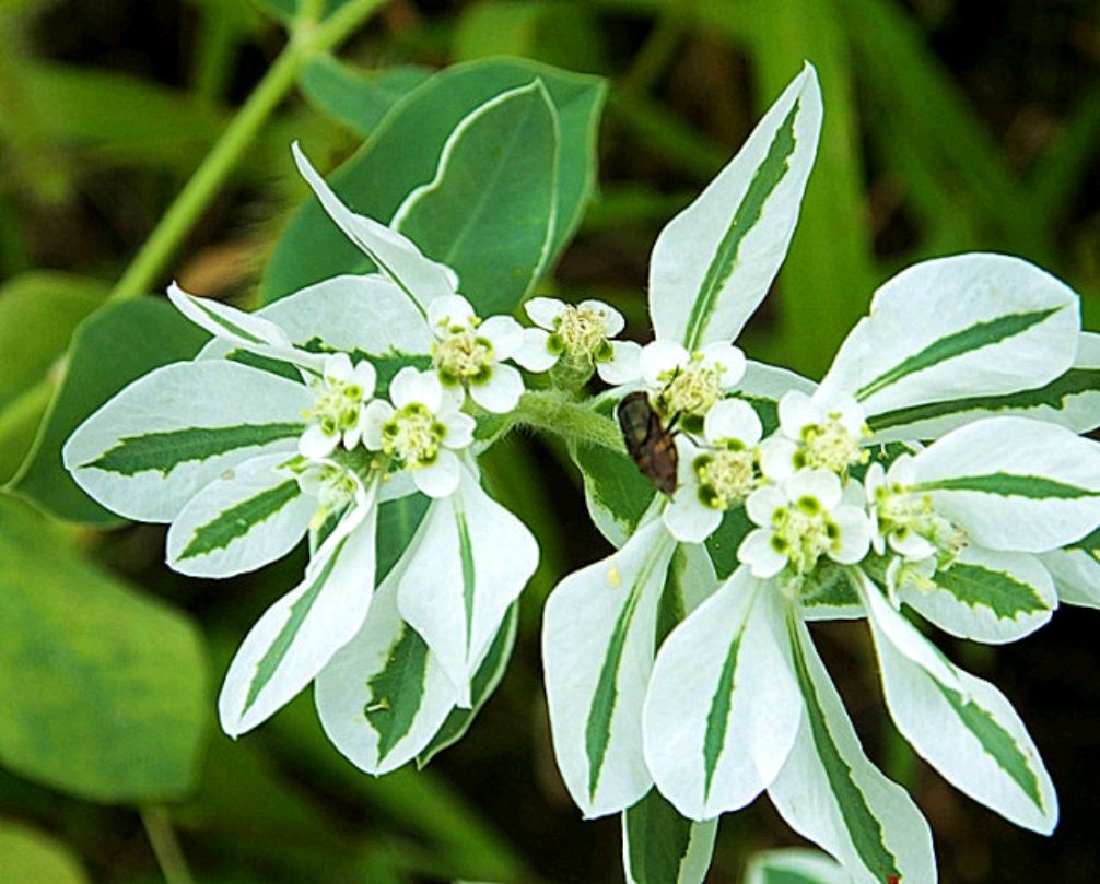 100种最毒的毒花,20种有毒的大毒花