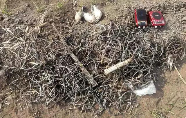 从禾花雀到云雀,又一种鸟快被中国人吃绝种了!