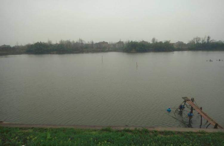 南美虾空肠空胃怎么解决,虾空肠空胃死亡原因