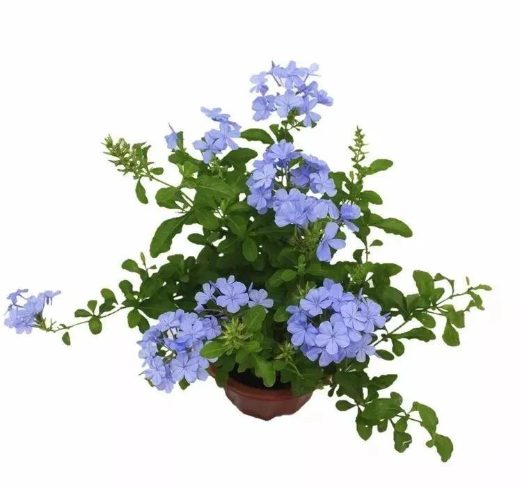 三月最适合种什么花？照着下面养准不会错！好养又好看，满屋飘香