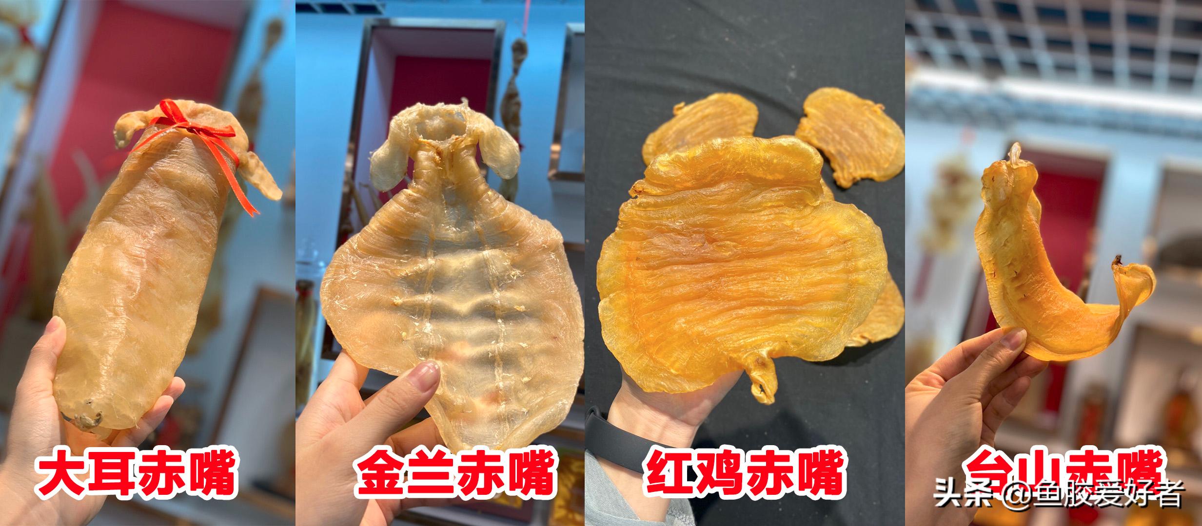 鳘鱼胶有哪些品种,赤嘴鱼胶哪个品种比较补血