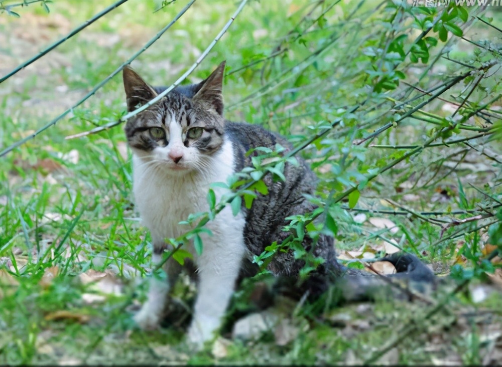 狸花猫的弃养率为什么会这么高,狸花猫的弃养率为何居高不下