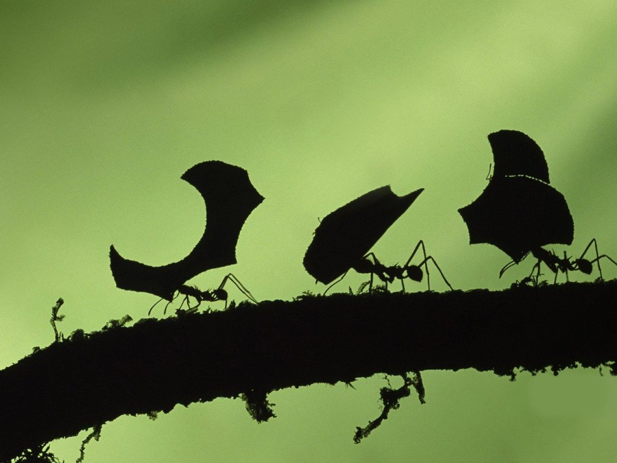 蚂蚁搬家是不是意味着有雨,蚂蚁搬家真的是因为要下雨了吗