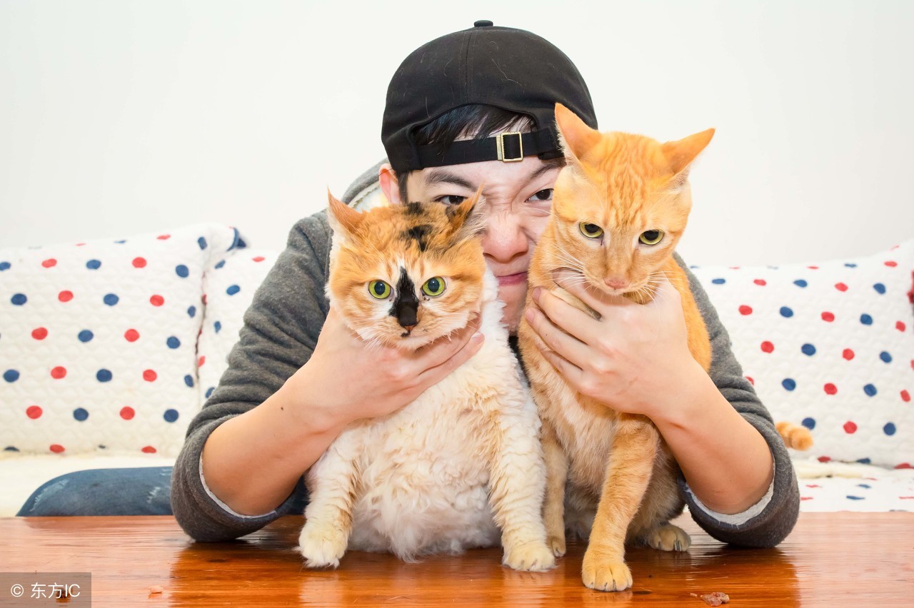 养猫包包,养猫保健药