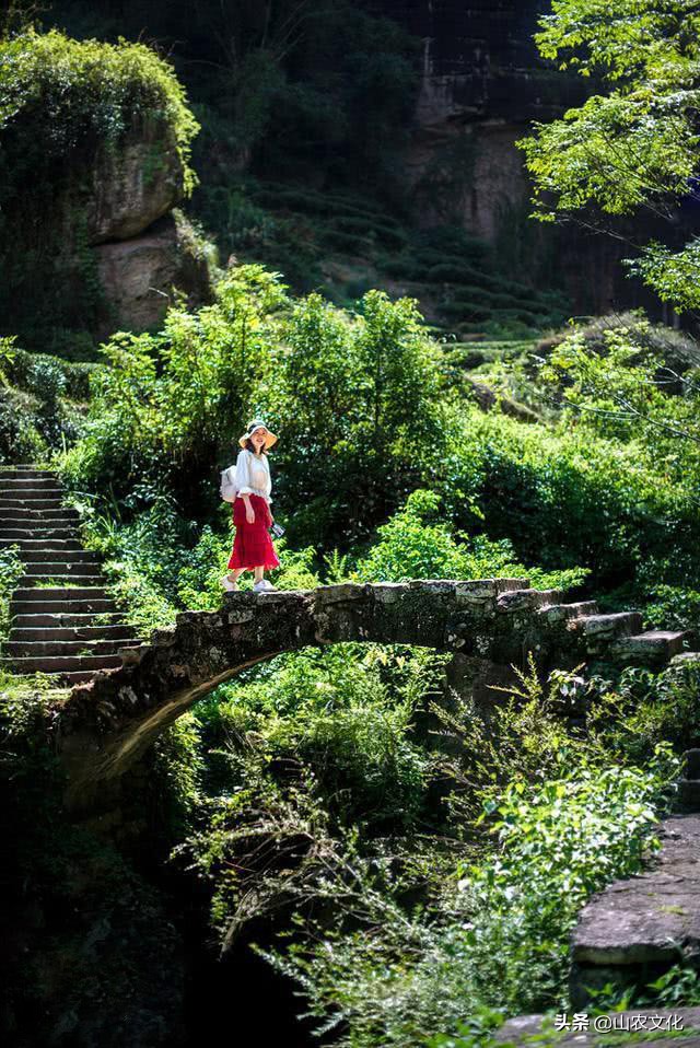 武夷山最有名的大红袍茶,武夷山大红袍正宗茶有多少钱一斤